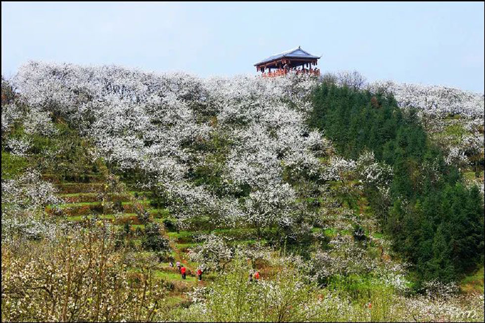 【春天,广西桂林灌阳县向您发出邀请!】我们在灌阳看梨花 - 游山玩水 - 苏州生活社区 - 苏州28生活网 su.28life.net