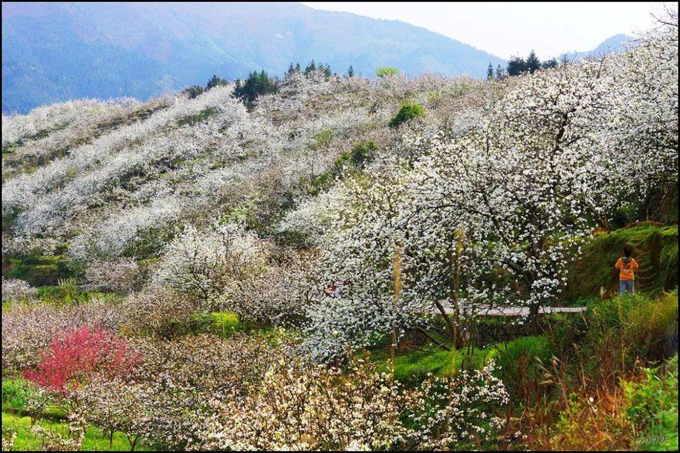 【春天,广西桂林灌阳县向您发出邀请!】我们在灌阳看梨花 - 游山玩水 - 苏州生活社区 - 苏州28生活网 su.28life.net