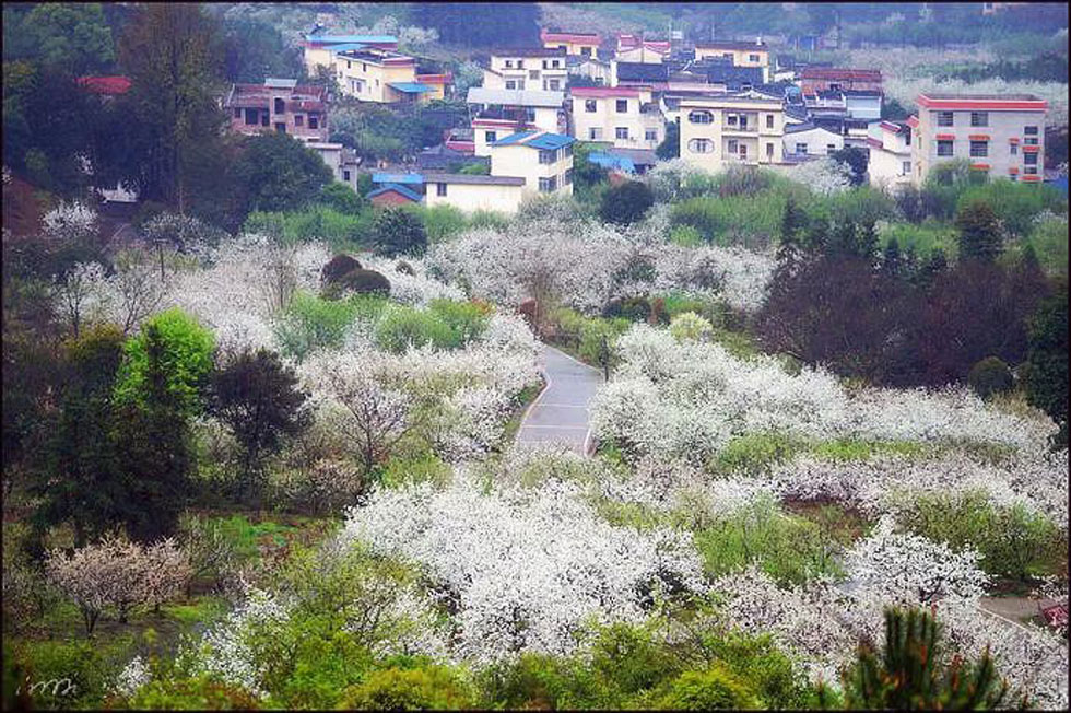 【春天,广西桂林灌阳县向您发出邀请!】我们在灌阳看梨花 - 游山玩水 - 苏州生活社区 - 苏州28生活网 su.28life.net