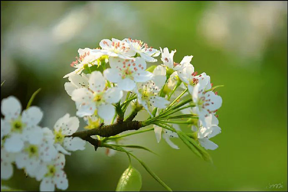 【春天,广西桂林灌阳县向您发出邀请!】我们在灌阳看梨花 - 游山玩水 - 苏州生活社区 - 苏州28生活网 su.28life.net