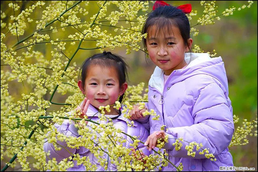 【春天，广西桂林灌阳县向您发出邀请！】米珠山前有片山苍子花在飘香 - 游山玩水 - 苏州生活社区 - 苏州28生活网 su.28life.net