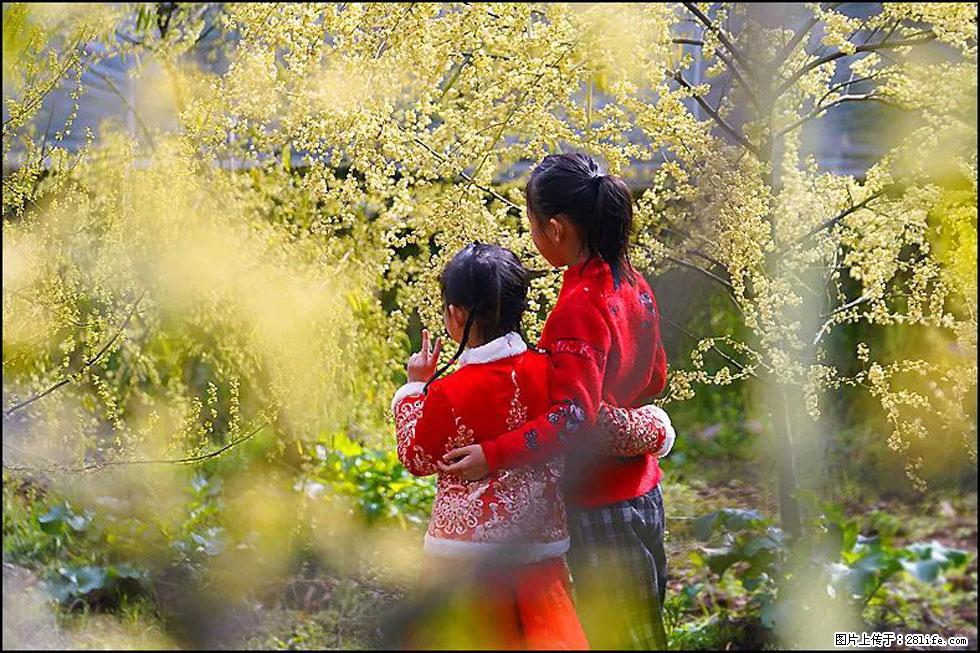 【春天，广西桂林灌阳县向您发出邀请！】米珠山前有片山苍子花在飘香 - 游山玩水 - 苏州生活社区 - 苏州28生活网 su.28life.net