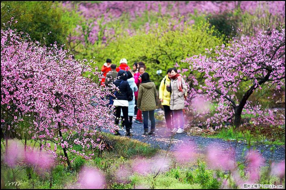 【春天，广西桂林灌阳县向您发出邀请！】官庄村有个醉美的桃花园 - 游山玩水 - 苏州生活社区 - 苏州28生活网 su.28life.net