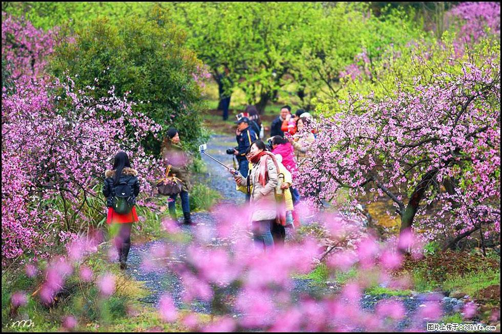 【春天，广西桂林灌阳县向您发出邀请！】官庄村有个醉美的桃花园 - 游山玩水 - 苏州生活社区 - 苏州28生活网 su.28life.net