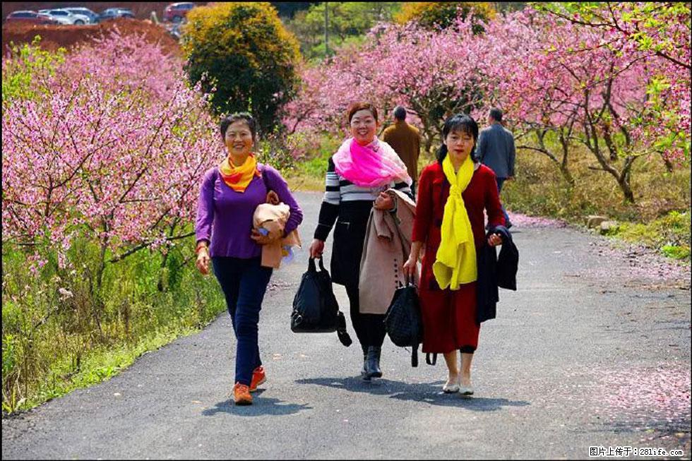【春天，广西桂林灌阳县向您发出邀请！】官庄村有个醉美的桃花园 - 游山玩水 - 苏州生活社区 - 苏州28生活网 su.28life.net