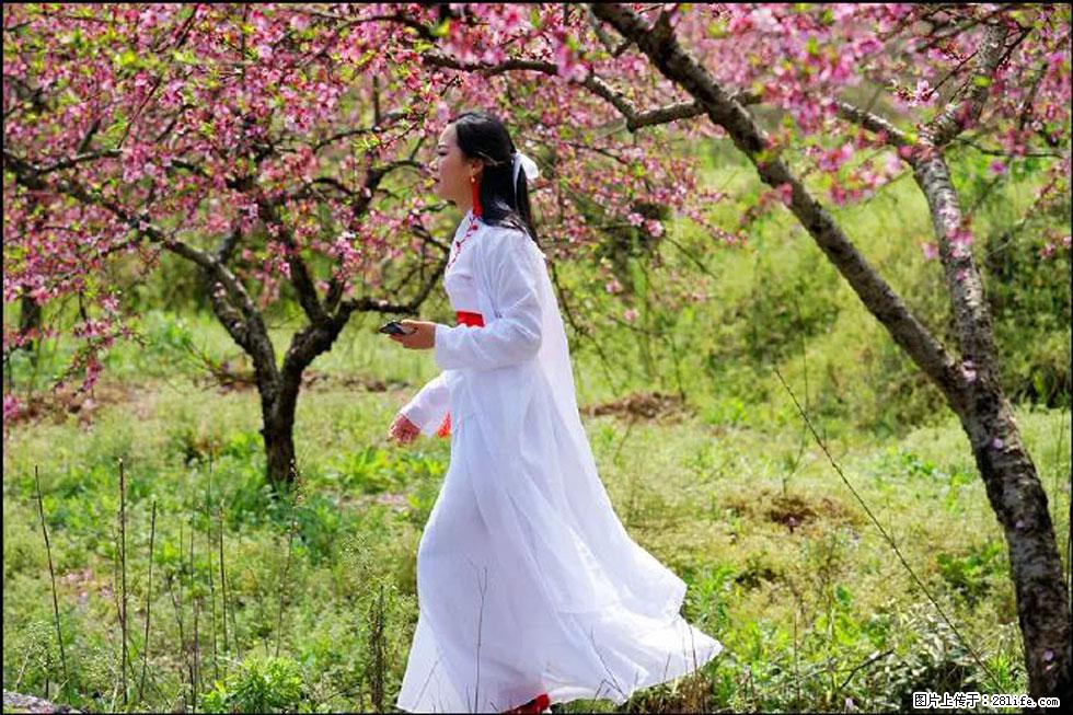 【春天，广西桂林灌阳县向您发出邀请！】官庄村有个醉美的桃花园 - 游山玩水 - 苏州生活社区 - 苏州28生活网 su.28life.net