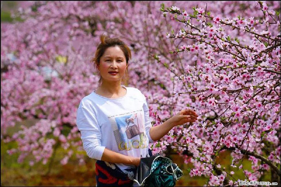 【春天，广西桂林灌阳县向您发出邀请！】官庄村有个醉美的桃花园 - 游山玩水 - 苏州生活社区 - 苏州28生活网 su.28life.net