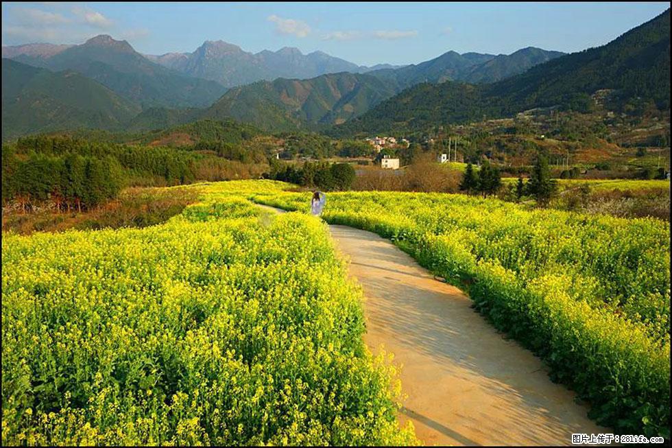 【春天，广西桂林灌阳县向您发出邀请！】长坪村油菜盛情花开 - 游山玩水 - 苏州生活社区 - 苏州28生活网 su.28life.net