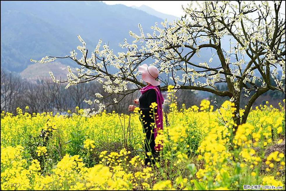 【春天，广西桂林灌阳县向您发出邀请！】长坪村油菜盛情花开 - 游山玩水 - 苏州生活社区 - 苏州28生活网 su.28life.net