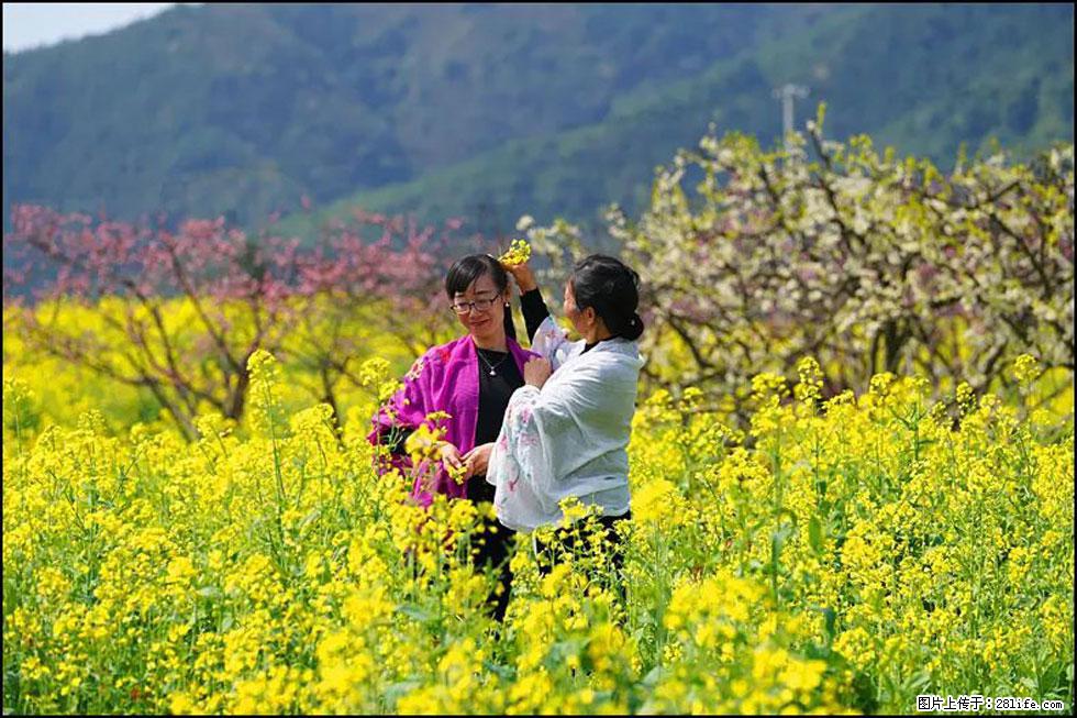 【春天，广西桂林灌阳县向您发出邀请！】长坪村油菜盛情花开 - 游山玩水 - 苏州生活社区 - 苏州28生活网 su.28life.net