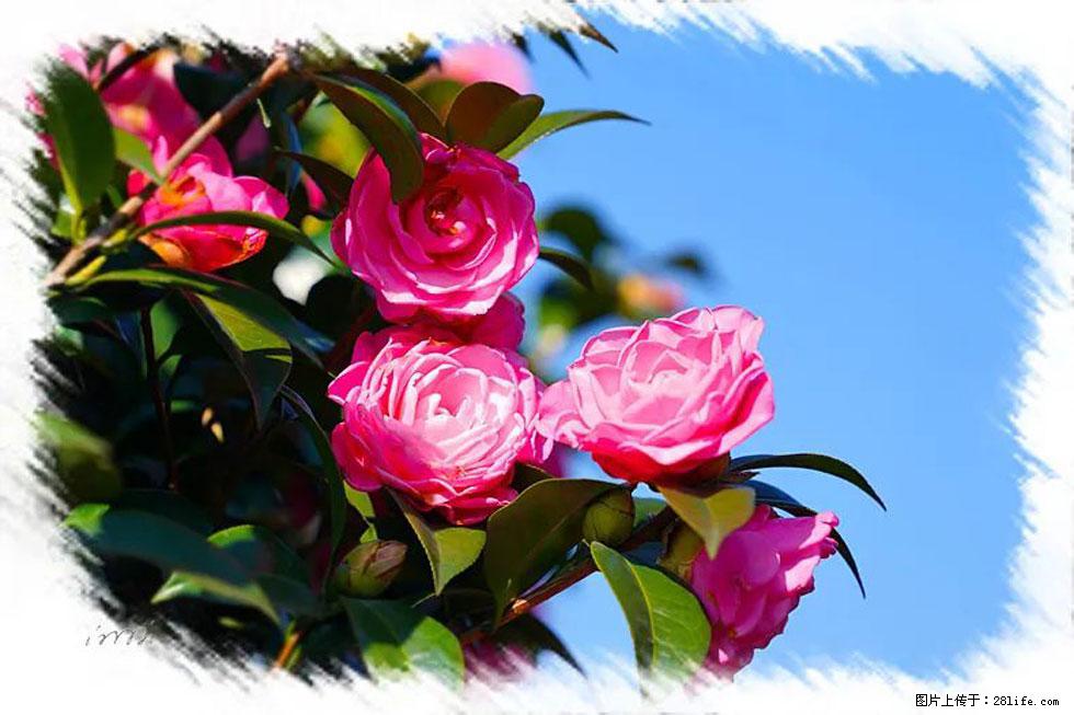 【春天，广西桂林灌阳县向您发出邀请！】杨柳井茶花惹人爱 - 游山玩水 - 苏州生活社区 - 苏州28生活网 su.28life.net
