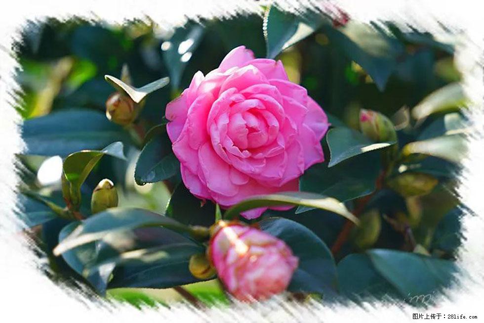 【春天，广西桂林灌阳县向您发出邀请！】杨柳井茶花惹人爱 - 游山玩水 - 苏州生活社区 - 苏州28生活网 su.28life.net