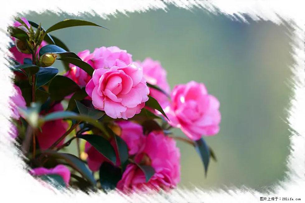 【春天，广西桂林灌阳县向您发出邀请！】杨柳井茶花惹人爱 - 游山玩水 - 苏州生活社区 - 苏州28生活网 su.28life.net