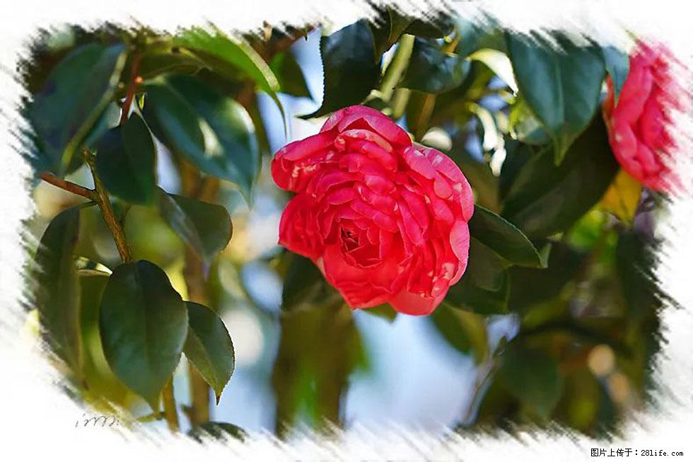 【春天，广西桂林灌阳县向您发出邀请！】杨柳井茶花惹人爱 - 游山玩水 - 苏州生活社区 - 苏州28生活网 su.28life.net