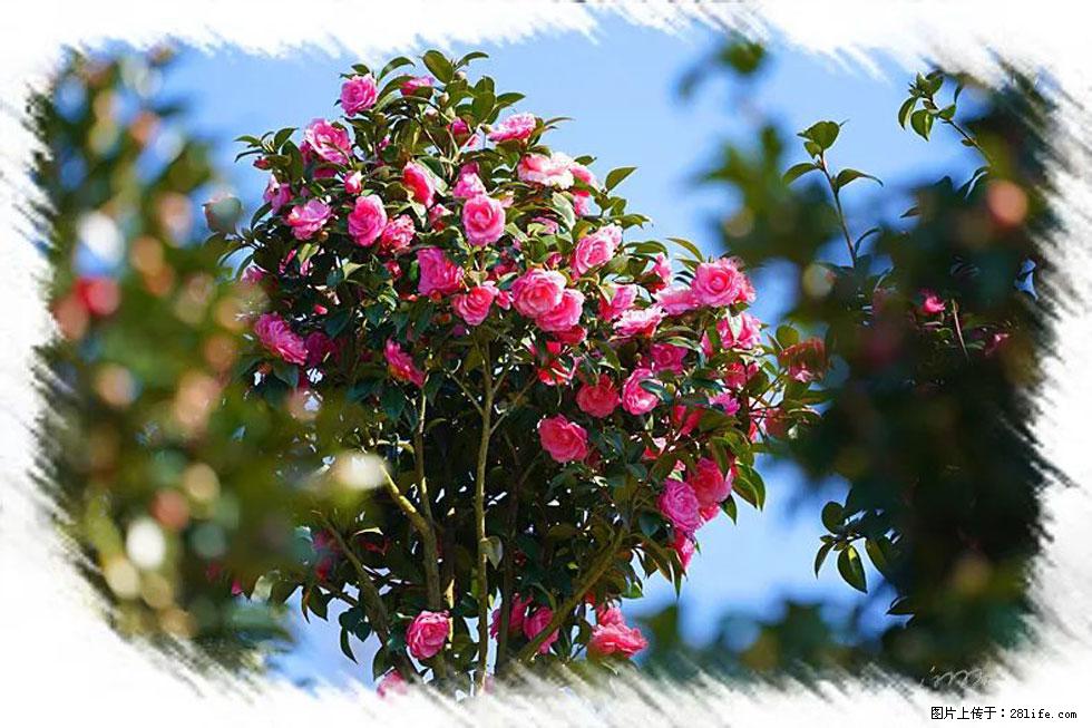 【春天，广西桂林灌阳县向您发出邀请！】杨柳井茶花惹人爱 - 游山玩水 - 苏州生活社区 - 苏州28生活网 su.28life.net