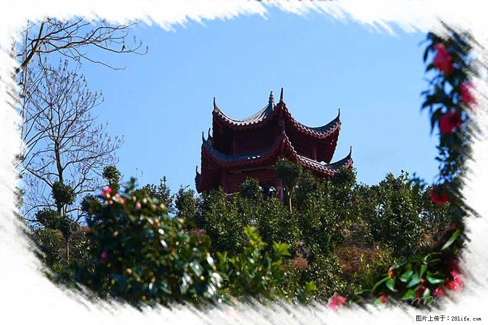 【春天，广西桂林灌阳县向您发出邀请！】杨柳井茶花惹人爱 - 游山玩水 - 苏州生活社区 - 苏州28生活网 su.28life.net
