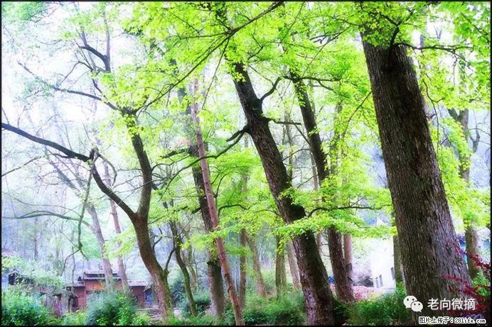 【春天，广西桂林灌阳县向您发出邀请！】在小龙村与春天约会 - 游山玩水 - 苏州生活社区 - 苏州28生活网 su.28life.net