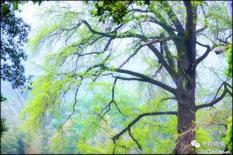 【春天，广西桂林灌阳县向您发出邀请！】在小龙村与春天约会 - 游山玩水 - 苏州生活社区 - 苏州28生活网 su.28life.net