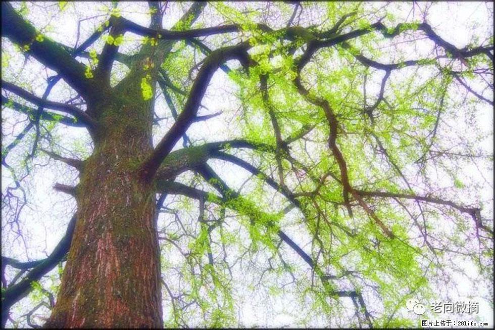 【春天，广西桂林灌阳县向您发出邀请！】在小龙村与春天约会 - 游山玩水 - 苏州生活社区 - 苏州28生活网 su.28life.net