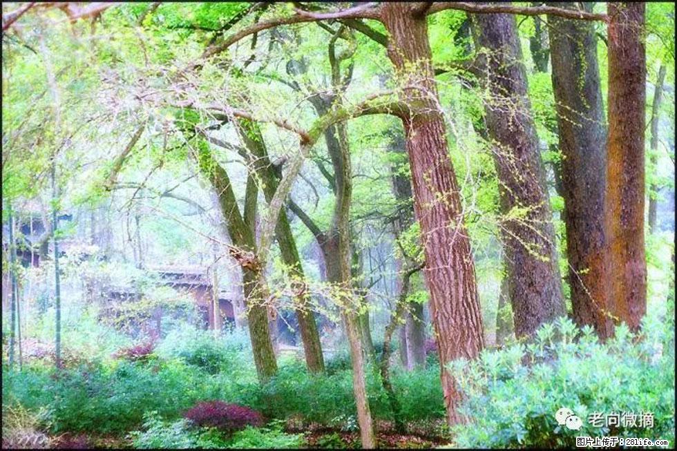 【春天，广西桂林灌阳县向您发出邀请！】在小龙村与春天约会 - 游山玩水 - 苏州生活社区 - 苏州28生活网 su.28life.net