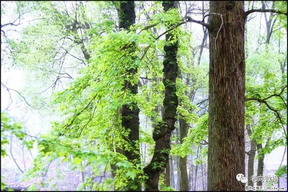 【春天，广西桂林灌阳县向您发出邀请！】在小龙村与春天约会 - 游山玩水 - 苏州生活社区 - 苏州28生活网 su.28life.net