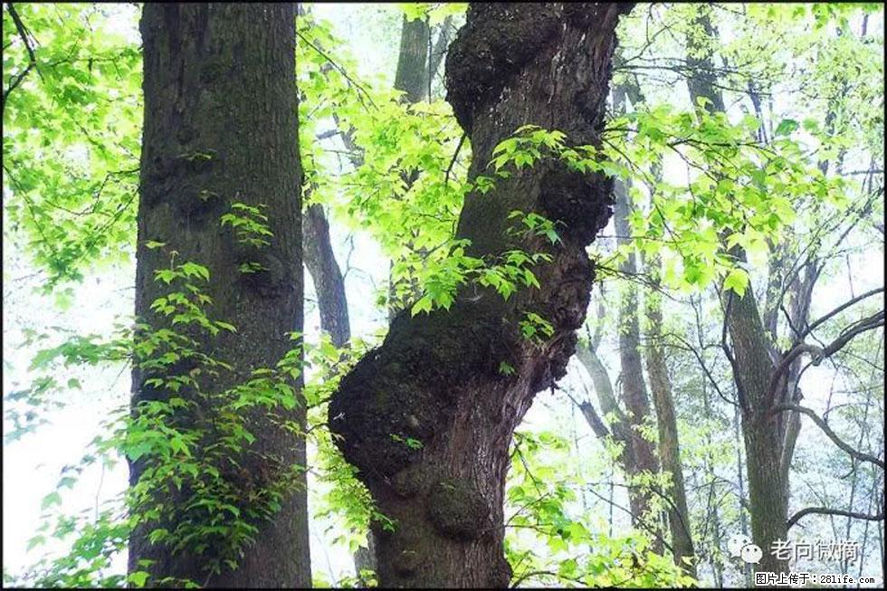 【春天，广西桂林灌阳县向您发出邀请！】在小龙村与春天约会 - 游山玩水 - 苏州生活社区 - 苏州28生活网 su.28life.net