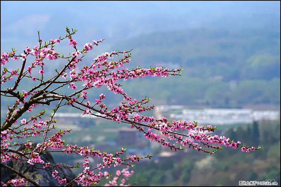 【春天，广西桂林灌阳县向您发出邀请！】望月岭上桃花开 - 游山玩水 - 苏州生活社区 - 苏州28生活网 su.28life.net