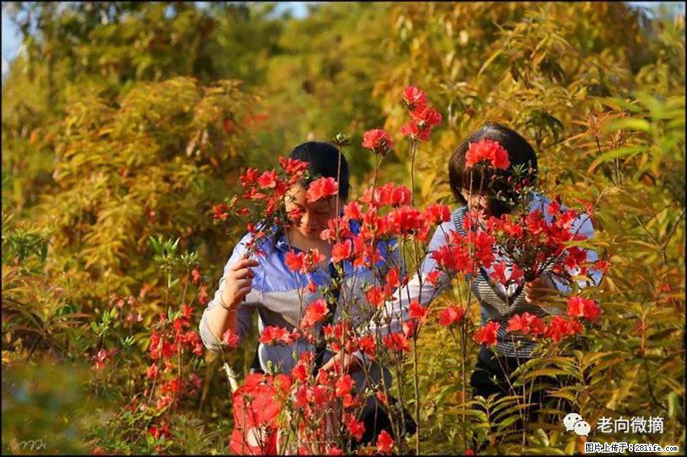 【春天，广西桂林灌阳县向您发出邀请！】登麒麟山，相约映山红 - 游山玩水 - 苏州生活社区 - 苏州28生活网 su.28life.net