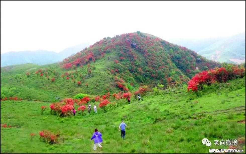 【春天,广西桂林灌阳县向您发出邀请!】宝盖山上映山红 - 游山玩水 - 苏州生活社区 - 苏州28生活网 su.28life.net