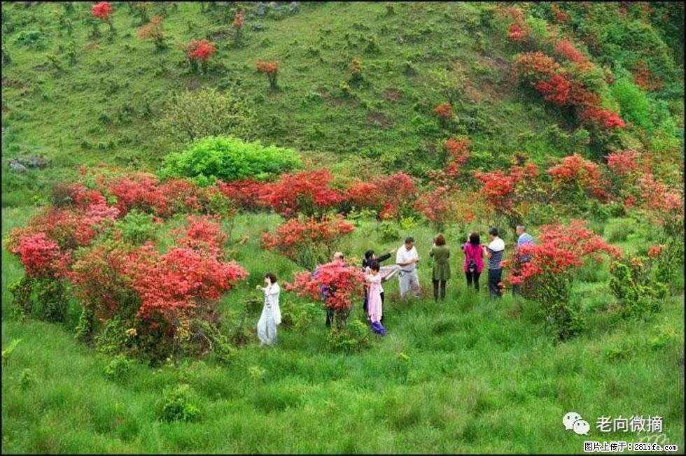 【春天,广西桂林灌阳县向您发出邀请!】宝盖山上映山红 - 游山玩水 - 苏州生活社区 - 苏州28生活网 su.28life.net