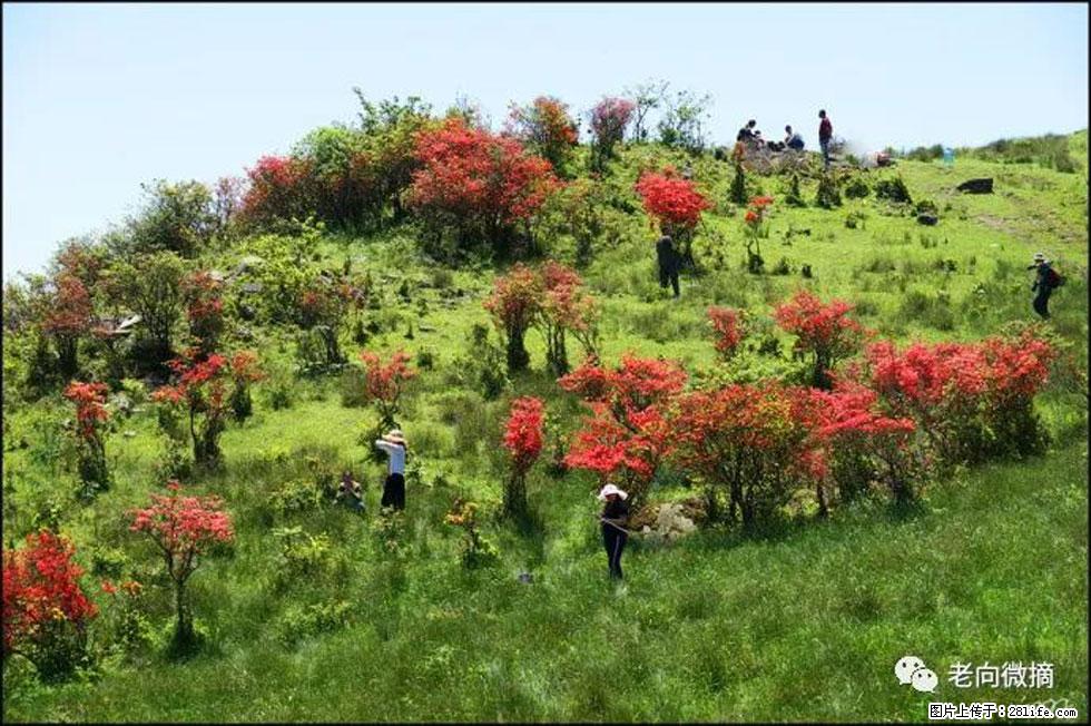 【春天,广西桂林灌阳县向您发出邀请!】宝盖山上映山红 - 游山玩水 - 苏州生活社区 - 苏州28生活网 su.28life.net