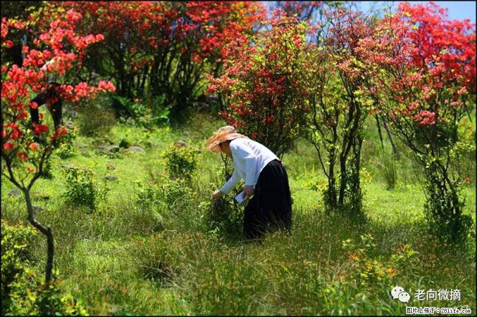 【春天,广西桂林灌阳县向您发出邀请!】宝盖山上映山红 - 游山玩水 - 苏州生活社区 - 苏州28生活网 su.28life.net