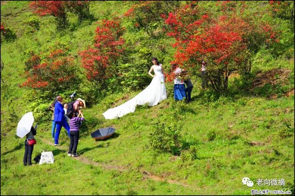 【春天,广西桂林灌阳县向您发出邀请!】宝盖山上映山红 - 游山玩水 - 苏州生活社区 - 苏州28生活网 su.28life.net