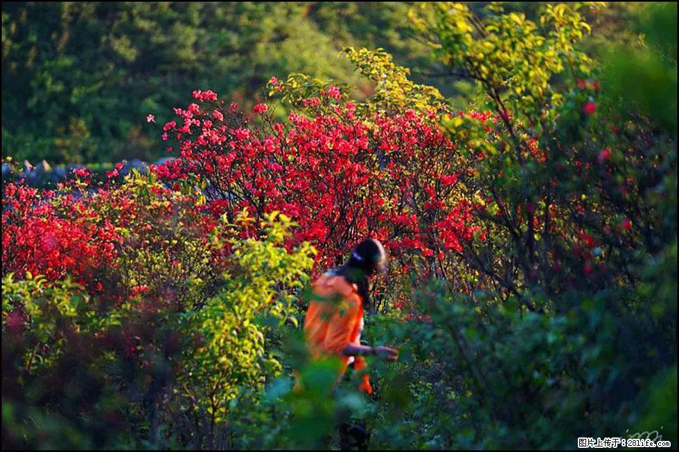 【春天,广西桂林灌阳县向您发出邀请!】春木界上映山红 - 游山玩水 - 苏州生活社区 - 苏州28生活网 su.28life.net