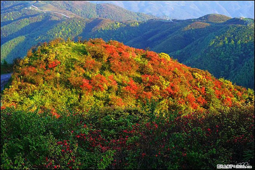 【春天,广西桂林灌阳县向您发出邀请!】春木界上映山红 - 游山玩水 - 苏州生活社区 - 苏州28生活网 su.28life.net