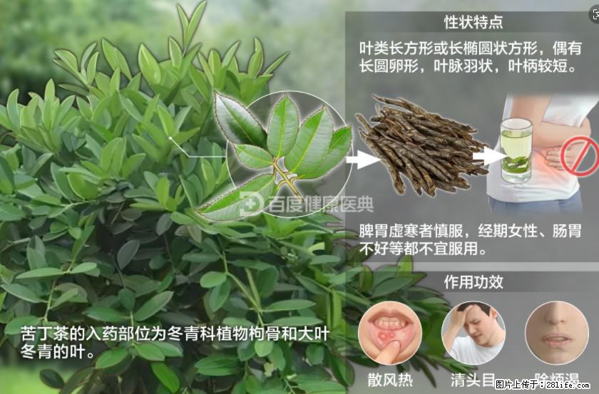 苦丁茶有哪些功效和作用 - 生活百科 - 苏州生活社区 - 苏州28生活网 su.28life.net
