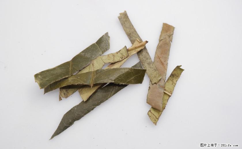 苦丁茶有哪些功效和作用 - 生活百科 - 苏州生活社区 - 苏州28生活网 su.28life.net