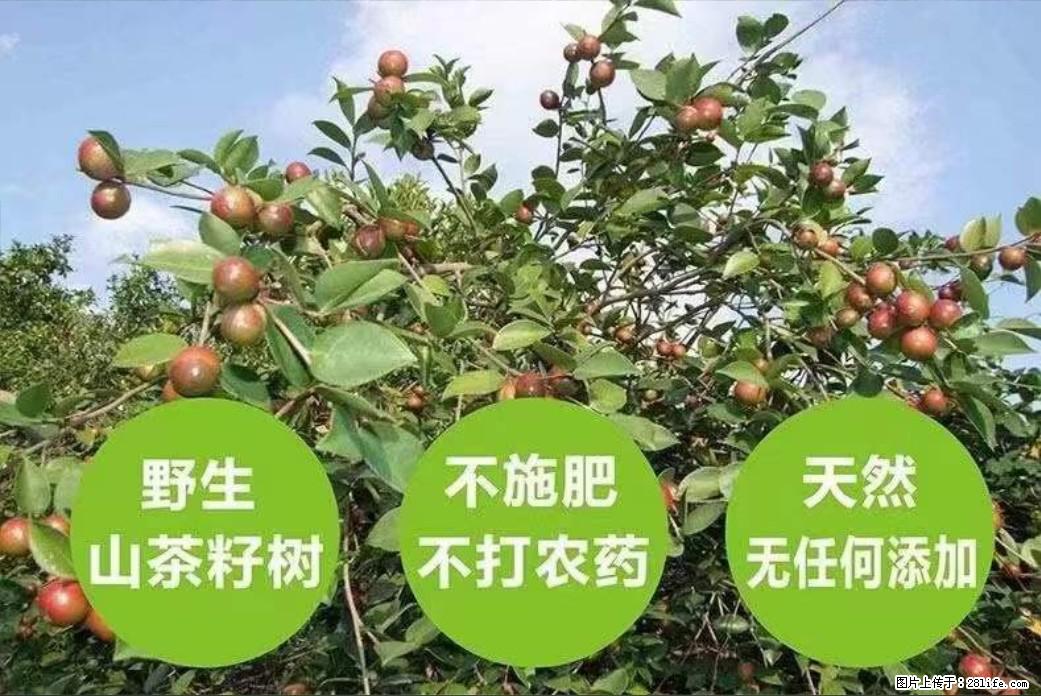 【灌阳县油茶产业示范区】一个有着充实的精神生活的人,对待身外之物自会有一种淡泊的态度 - 美食天地 - 苏州生活社区 - 苏州28生活网 su.28life.net