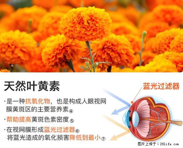 叶黄素有什么功效和作用 - 生活百科 - 苏州生活社区 - 苏州28生活网 su.28life.net