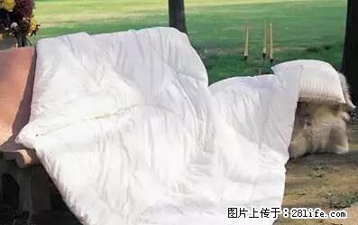 被子有异味？只要这样做，比晒太阳还强100倍！ - 家居生活 - 苏州生活社区 - 苏州28生活网 su.28life.net