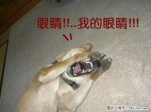 笑癫了！一女的怀孕三年未生，他终于忍不住了... - 娱乐八卦 - 苏州生活社区 - 苏州28生活网 su.28life.net