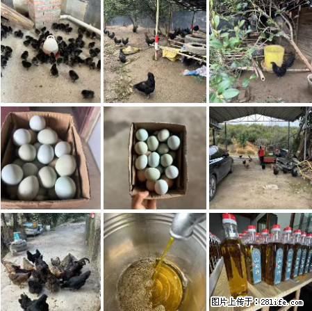油茶园从小鸡仔开始养起的纯土鸡、土鸡蛋可以预定啦！还有前几天刚榨的纯山茶油哦 - 土特产 - 饮食特产 - 苏州分类信息 - 苏州28生活网 su.28life.net