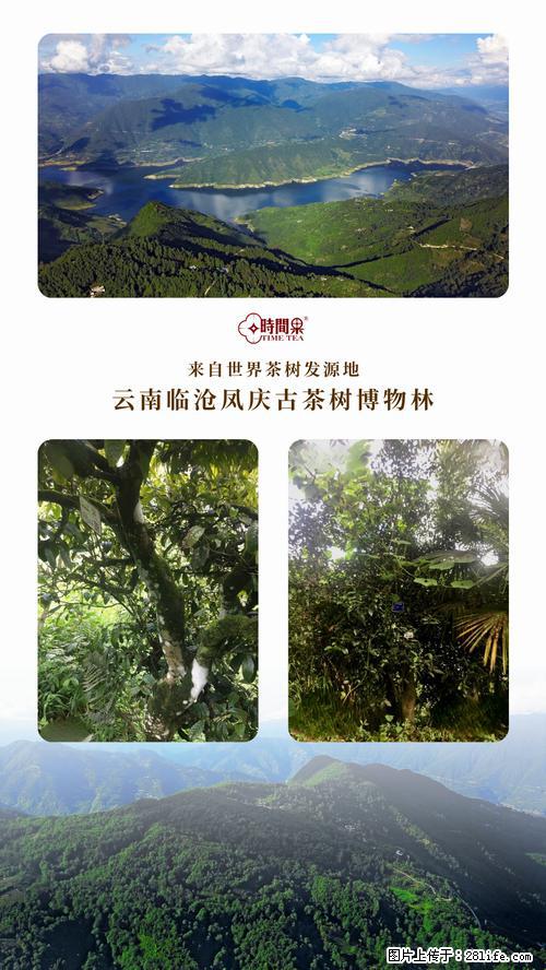 时间果百年古树2025年春红茶 - 购物交流 - 苏州生活社区 - 苏州28生活网 su.28life.net