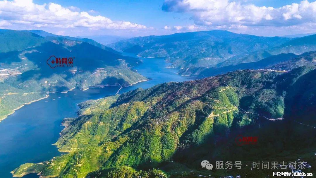 时间果百年古树龙珠普洱生茶 - 购物交流 - 苏州生活社区 - 苏州28生活网 su.28life.net