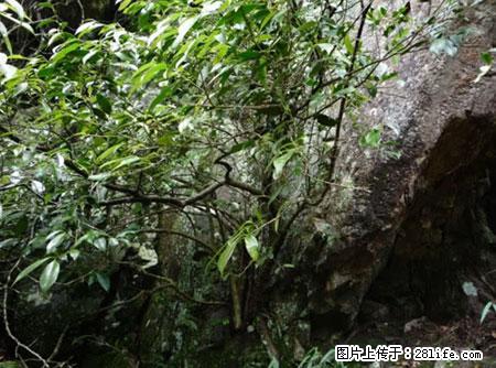 平乐石崖茶，珍贵仅次于金花茶 - 苏州生活资讯 - 苏州28生活网 su.28life.net