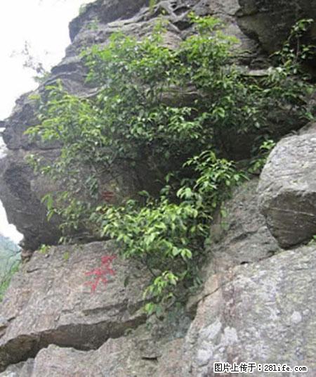 平乐石崖茶，珍贵仅次于金花茶 - 苏州生活资讯 - 苏州28生活网 su.28life.net