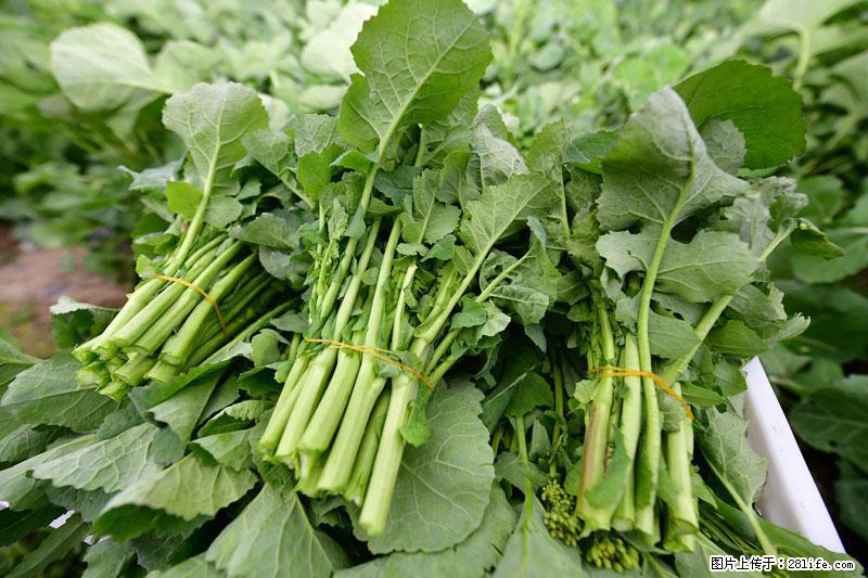 这些蔬菜是“天然钙片”，这6种被医生重点推荐 - 苏州生活资讯 - 苏州28生活网 su.28life.net
